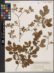 Salix aurita L. x Salix silesiaca Willd.